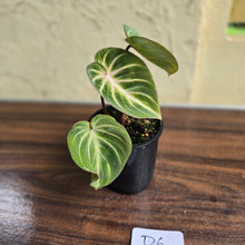 Load image into Gallery viewer, #D6 Philodendron Tinkle Bell