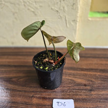 Load image into Gallery viewer, #D6 Philodendron Tinkle Bell