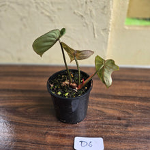 Load image into Gallery viewer, #D6 Philodendron Tinkle Bell