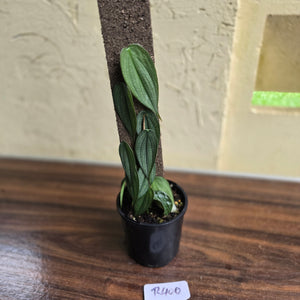 #R400 Philodendron Burle Marx Fantasy