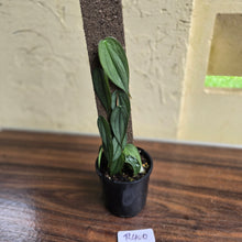 Load image into Gallery viewer, #R400 Philodendron Burle Marx Fantasy