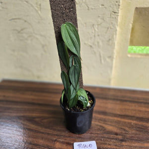 #R400 Philodendron Burle Marx Fantasy