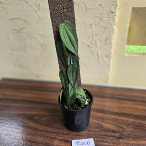 #R400 Philodendron Burle Marx Fantasy