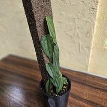 Load image into Gallery viewer, #R400 Philodendron Burle Marx Fantasy