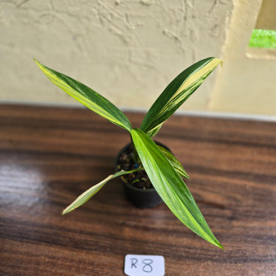 #R8 Variegated Epipremnum Amplissimum