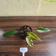 Load image into Gallery viewer, #R33 Philodendron Strawberry Shake