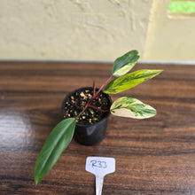 Load image into Gallery viewer, #R33 Philodendron Strawberry Shake