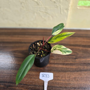 #R33 Philodendron Strawberry Shake