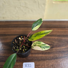 Load image into Gallery viewer, #R33 Philodendron Strawberry Shake