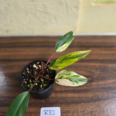 #R33 Philodendron Strawberry Shake