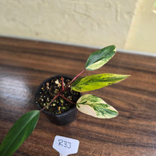 Load image into Gallery viewer, #R33 Philodendron Strawberry Shake