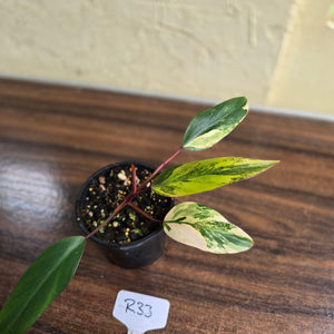 #R33 Philodendron Strawberry Shake