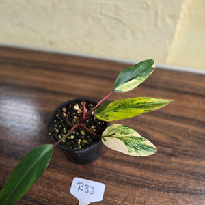 #R33 Philodendron Strawberry Shake
