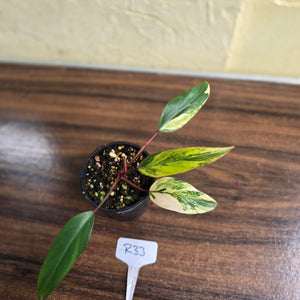 #R33 Philodendron Strawberry Shake