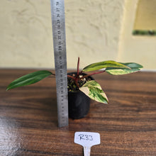 Load image into Gallery viewer, #R33 Philodendron Strawberry Shake