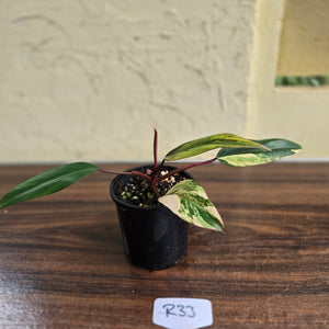 #R33 Philodendron Strawberry Shake
