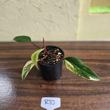 Load image into Gallery viewer, #R33 Philodendron Strawberry Shake