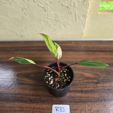 Load image into Gallery viewer, #R33 Philodendron Strawberry Shake