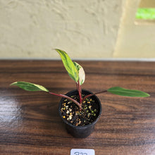 Load image into Gallery viewer, #R33 Philodendron Strawberry Shake