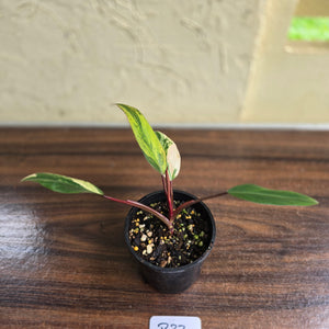 #R33 Philodendron Strawberry Shake