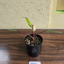 Load image into Gallery viewer, #R33 Philodendron Strawberry Shake