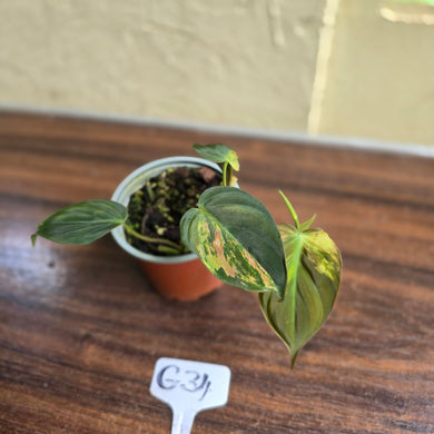 #G34 Variegated Philodendron Micans