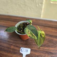 Load image into Gallery viewer, #G34 Variegated Philodendron Micans