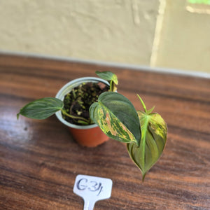 #G34 Variegated Philodendron Micans