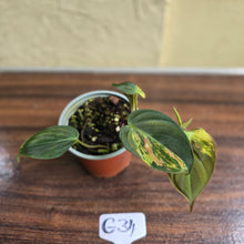 Load image into Gallery viewer, #G34 Variegated Philodendron Micans