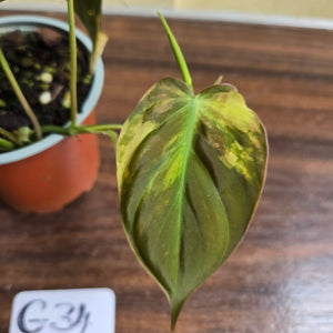 #G34 Variegated Philodendron Micans