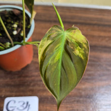Load image into Gallery viewer, #G34 Variegated Philodendron Micans