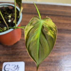 #G34 Variegated Philodendron Micans