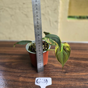 #G34 Variegated Philodendron Micans
