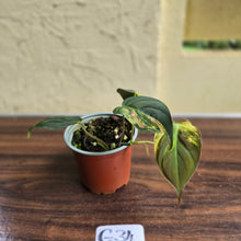 Load image into Gallery viewer, #G34 Variegated Philodendron Micans