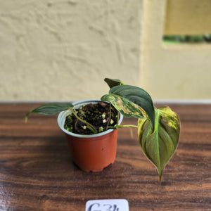 #G34 Variegated Philodendron Micans