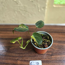 Load image into Gallery viewer, #G34 Variegated Philodendron Micans