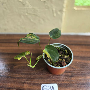 #G34 Variegated Philodendron Micans
