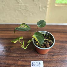Load image into Gallery viewer, #G34 Variegated Philodendron Micans