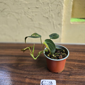 #G34 Variegated Philodendron Micans
