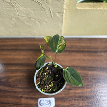 Load image into Gallery viewer, #G34 Variegated Philodendron Micans