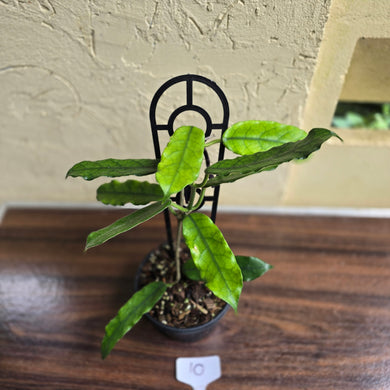 #10 Hoya Villosa