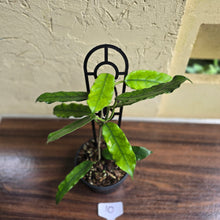 Load image into Gallery viewer, #10 Hoya Villosa