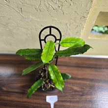 Load image into Gallery viewer, #10 Hoya Villosa