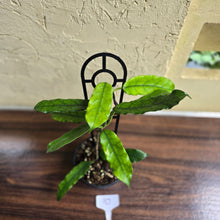 Load image into Gallery viewer, #10 Hoya Villosa