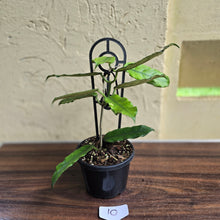 Load image into Gallery viewer, #10 Hoya Villosa