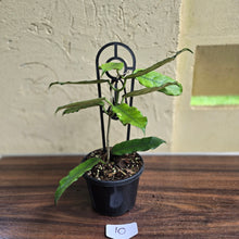 Load image into Gallery viewer, #10 Hoya Villosa