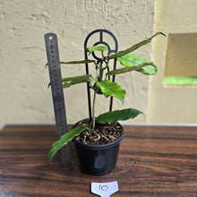 Load image into Gallery viewer, #10 Hoya Villosa