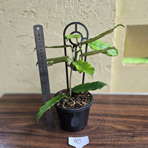 #10 Hoya Villosa