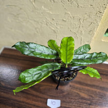 Load image into Gallery viewer, #10 Hoya Villosa