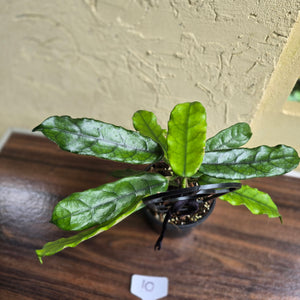 #10 Hoya Villosa